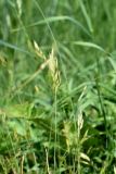 Bromus hordeaceus. Соцветие (колос). Санкт-Петербург, Кронштадтский р-н, о. Котлин, окр. пересечения КАД и Кронштадтского шоссе, у обочины дороги. 18.06.2020.