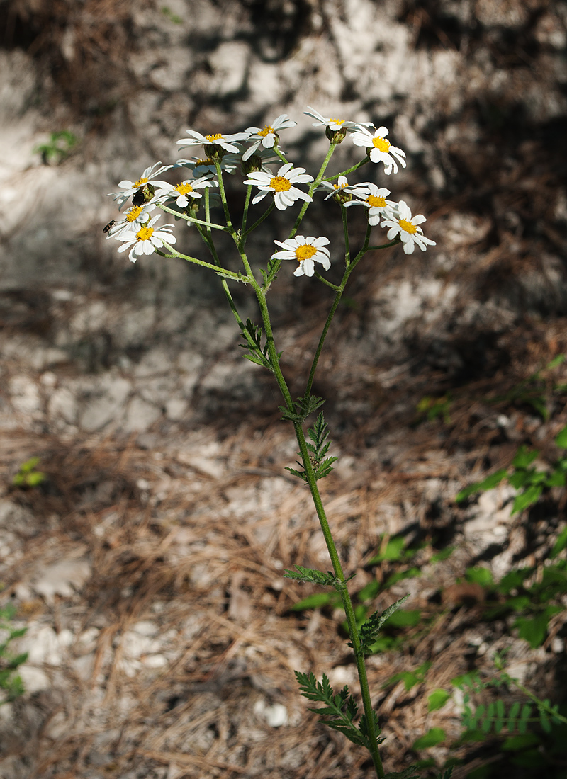 Изображение особи Pyrethrum corymbosum.