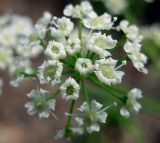 Peucedanum oreoselinum. Зонтичек - часть сложного соцветия. Украина, Волынская обл., Ратновский р-н, северо-восточные окрестности с. Комарово, заросшая дюна. 26 июля 2010 г.