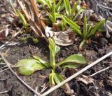 Physostegia virginiana