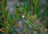 Chamaedaphne calyculata