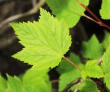 Physocarpus ribesifolia