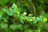 Euphorbia stricta. Верхушка побега с плодами. Абхазия, Гудаутский р-н, г. Новый Афон, Афонская гора. 27.09.2022.