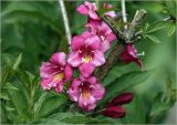 Weigela hybrida