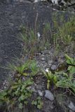 Plantago urvillei