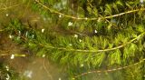 Myriophyllum sibiricum