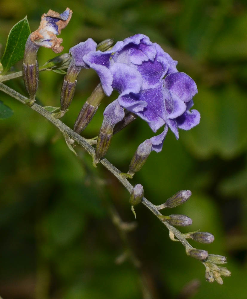 Image of Duranta erecta specimen.