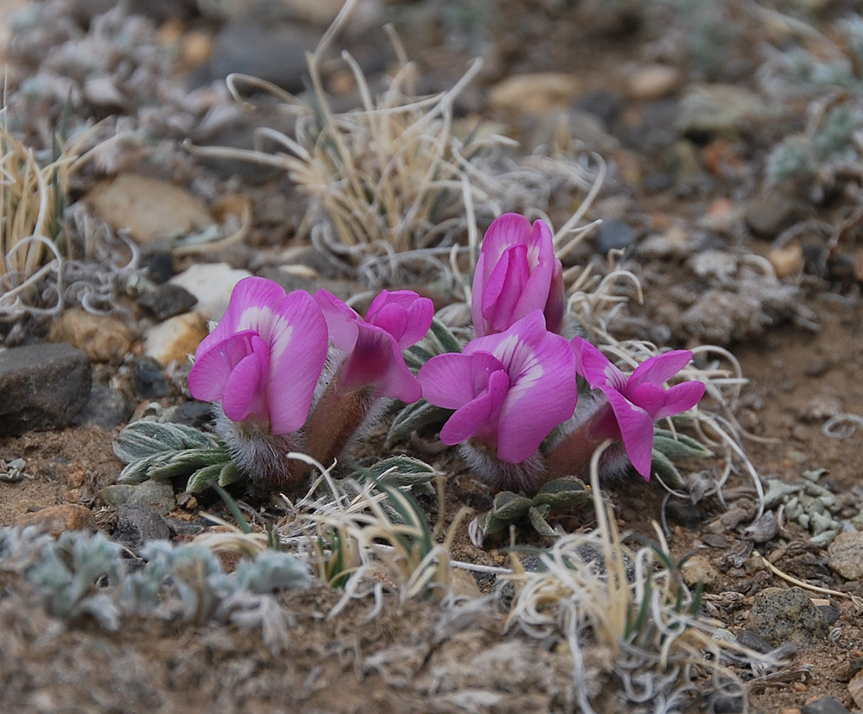 Изображение особи Oxytropis eriocarpa.