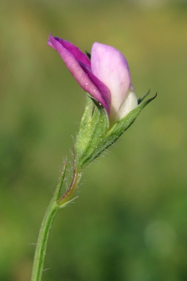 Изображение особи Lathyrus hirsutus.