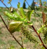 Salix pyrolifolia