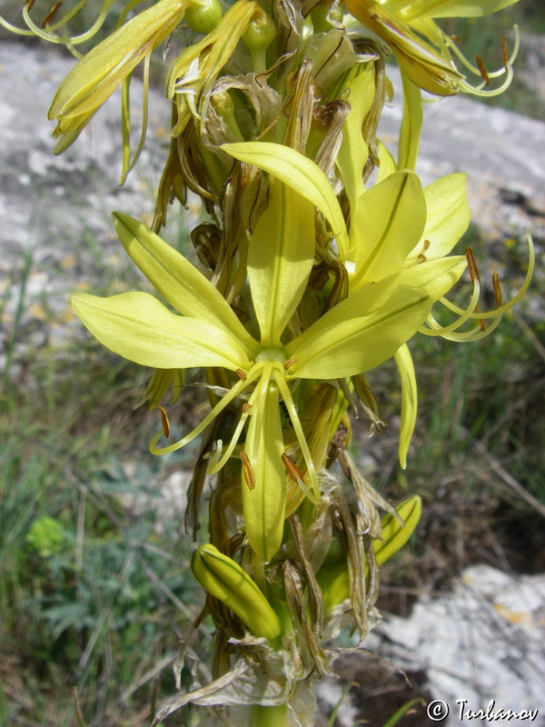 Изображение особи Asphodeline lutea.