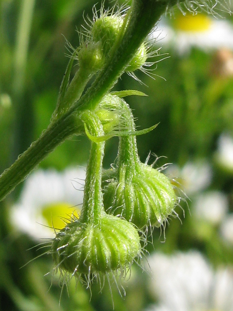 Изображение особи Erigeron annuus.