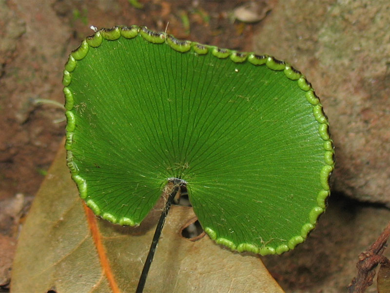 Изображение особи Adiantum reniforme.