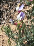 Vicia subvillosa