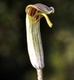 Arisarum vulgare