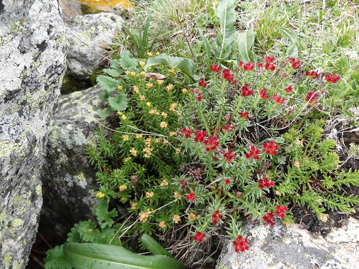 Изображение особи Rhodiola coccinea.