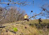 Crataegus pentagyna