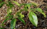 Kalmia latifolia