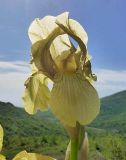 Iris imbricata