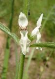 Stachys recta