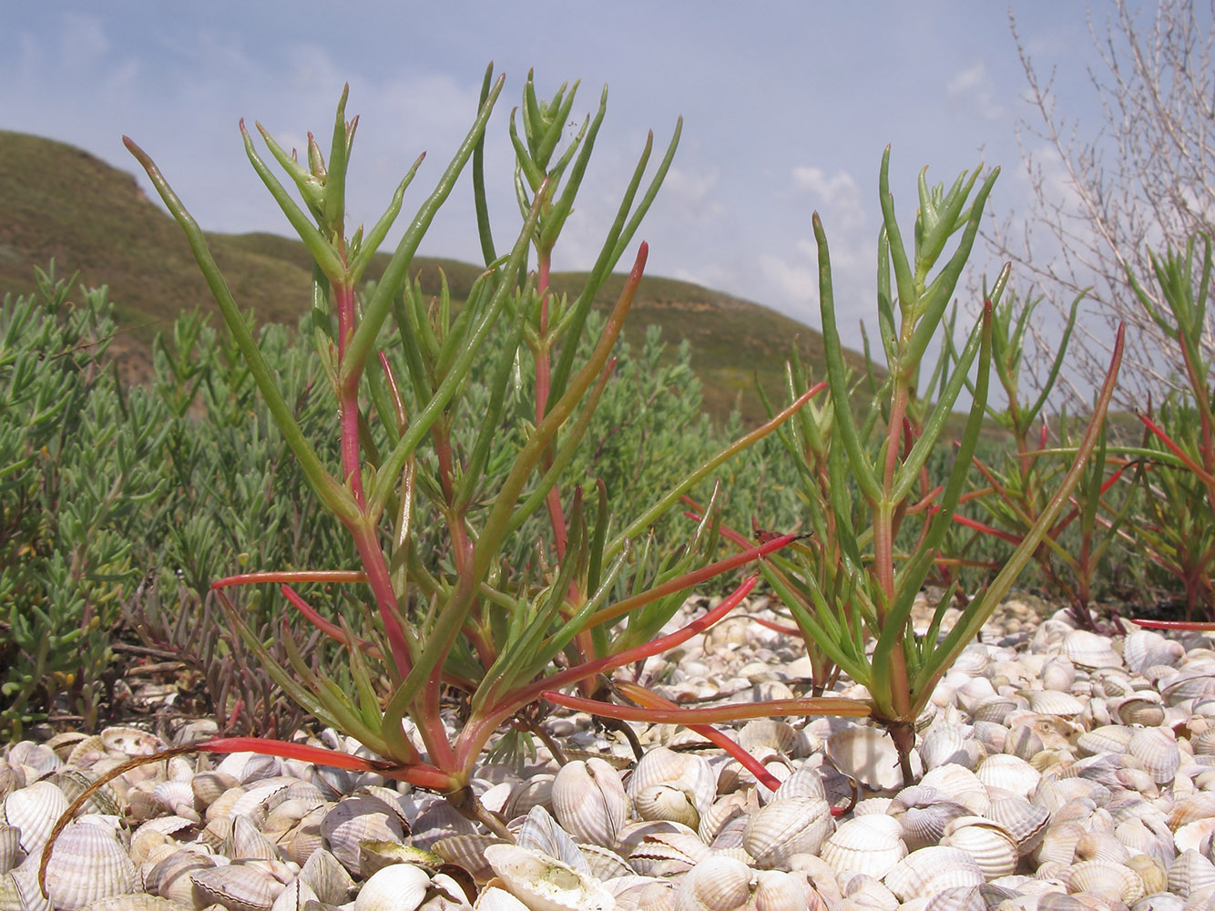 Image of Salsola soda specimen.