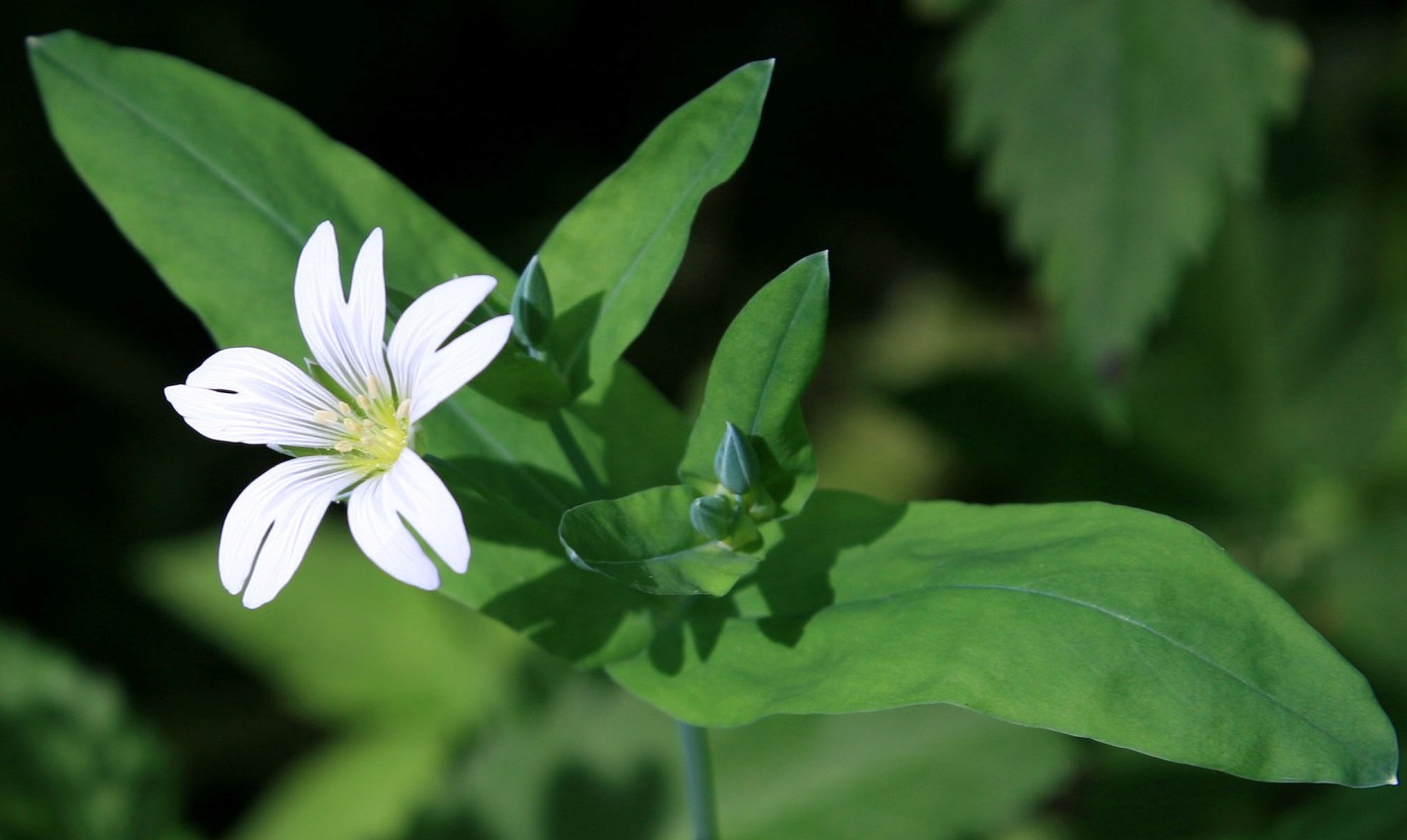 Изображение особи Cerastium davuricum.