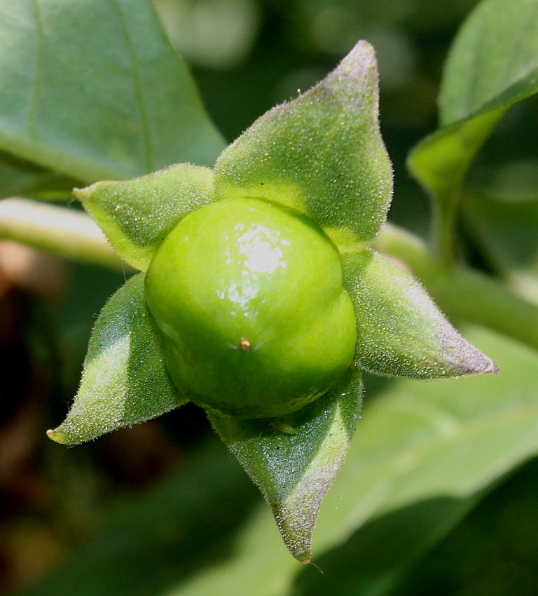 Изображение особи Atropa bella-donna.