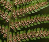 Dryopteris filix-mas