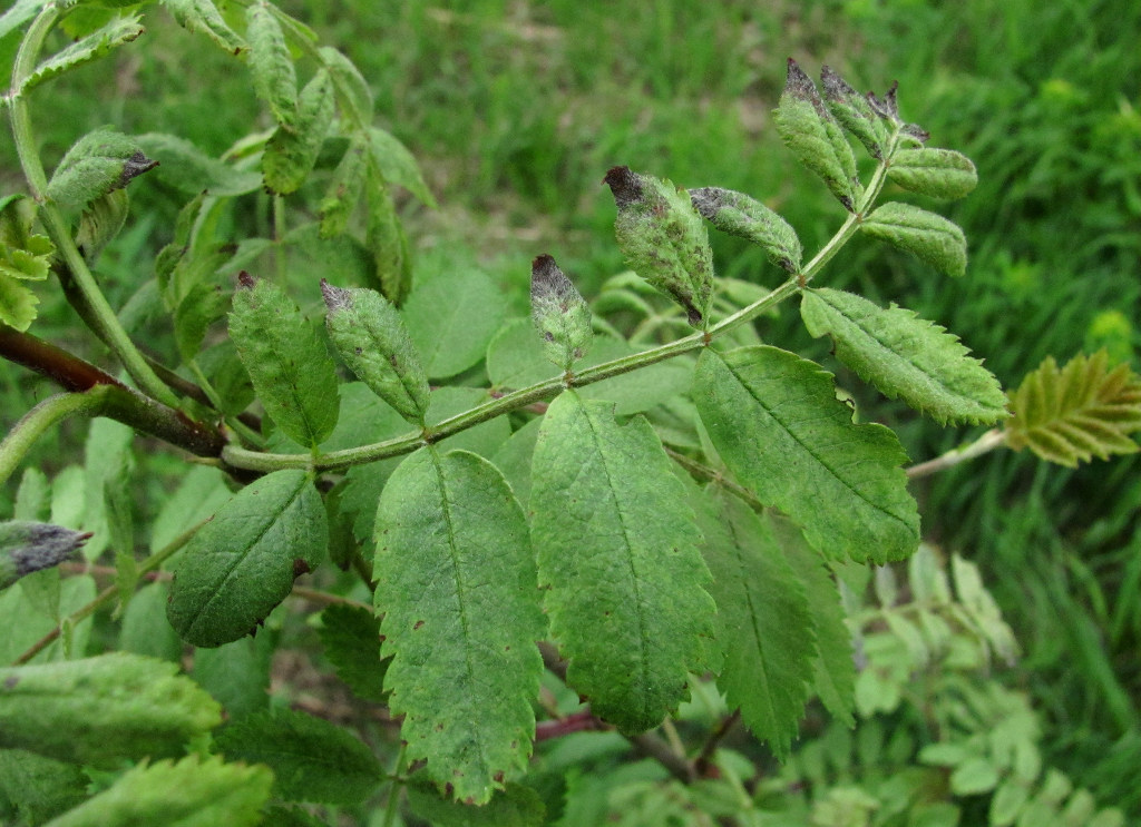 Изображение особи Sorbus aucuparia.