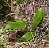 Dactylorhiza fuchsii. Основание генеративного побега (листья, как и околоцветник, без характерных для вида пятен). Мурманская обл., ЗАТО г. Североморск, окр. пос. Росляково, придорожные ивовые заросли. 18.07.2010.