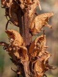 Orobanche pallidiflora. Часть соплодия. Ленинградская обл., Ломоносовский р-н, у дер. Мал. Забородье, сыроватый крупнотравный луг. 20.09.2015.