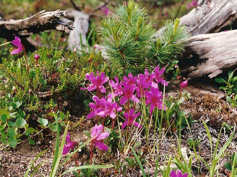 Изображение особи Rhododendron camtschaticum.