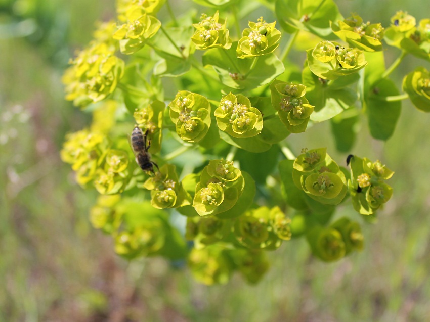 Изображение особи Euphorbia agraria.