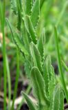 Lepidium campestre