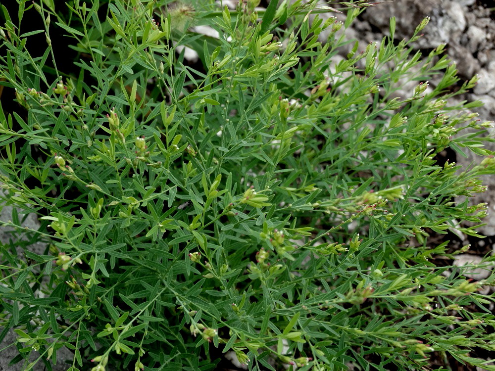Изображение особи Diarthron linifolium.