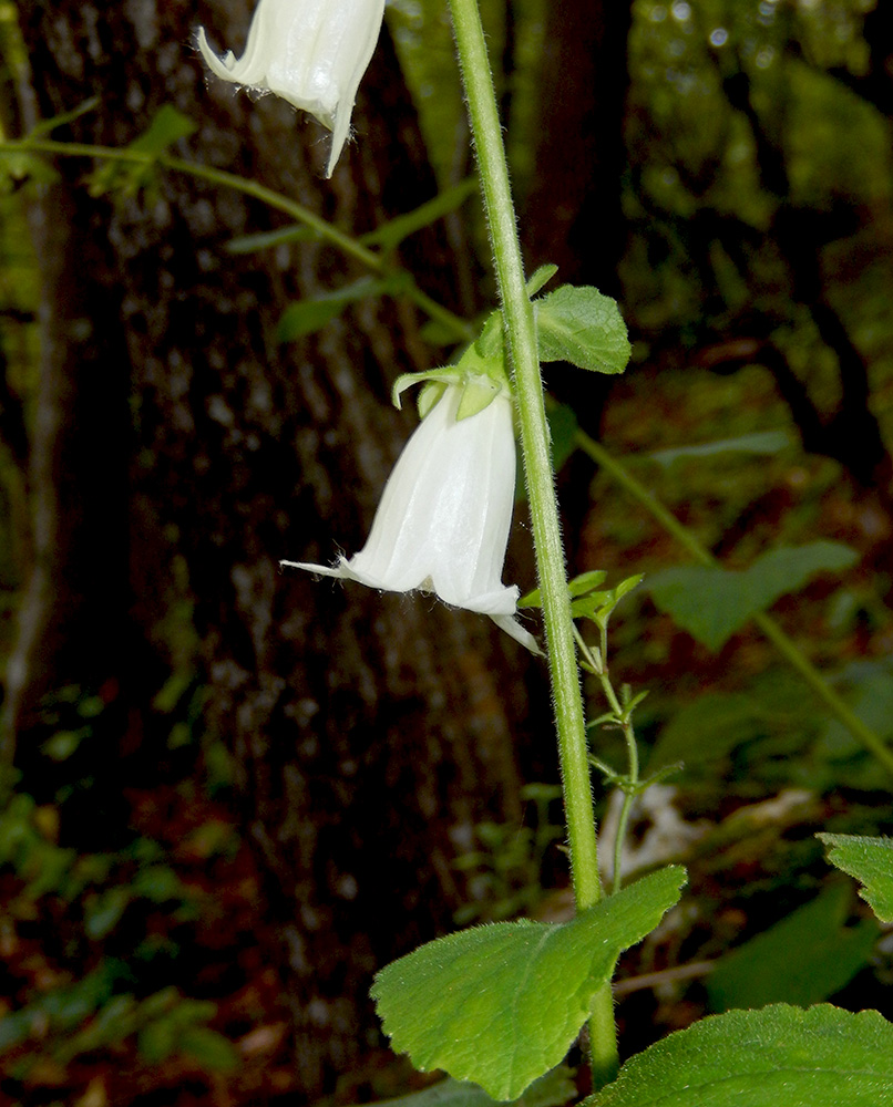 Изображение особи Campanula alliariifolia.