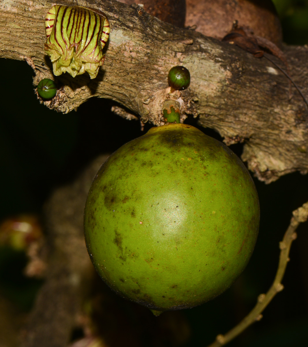 Изображение особи Crescentia alata.