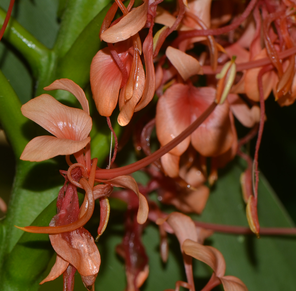 Изображение особи Hedychium coccineum.