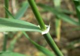 Hordeum leporinum. Часть стебля с основанием листовой пластинки. Краснодарский край, станица Крыловская, сорное в переулке. 07.05.2017.