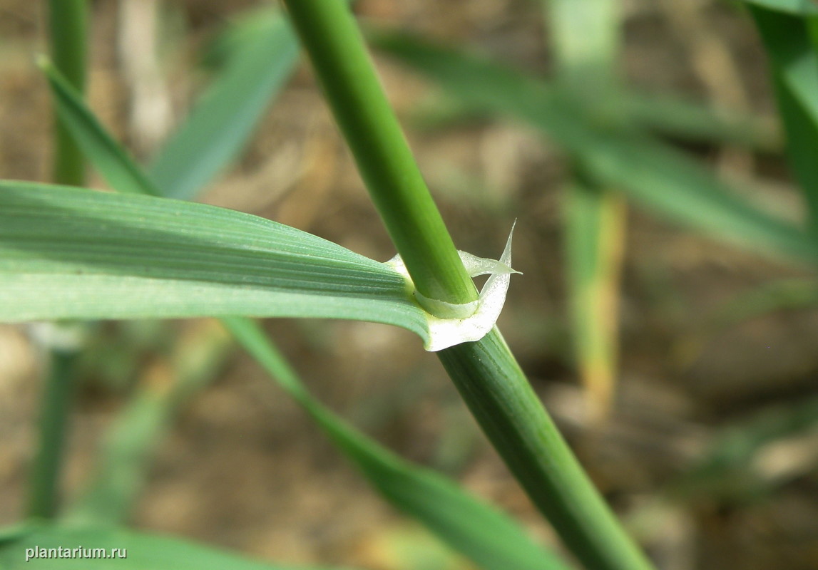 Изображение особи Hordeum leporinum.