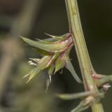 Salsola tragus. Боковой побег с цветками. Саратов, набережная Космонавтов, на песчаной насыпи. 20.08.2017.