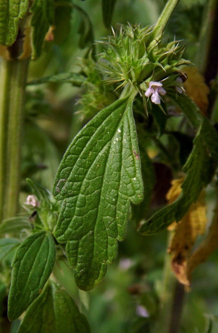 Изображение особи Chaiturus marrubiastrum.