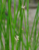 Eleocharis palustris