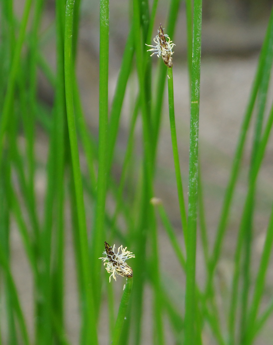 Image of Eleocharis palustris specimen.