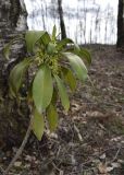 Daphne laureola