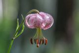 Lilium pilosiusculum. Цветок. Респ. Бурятия, окр. пос. Аршан, смешанный лес. 27.06.2018.