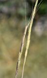 Aegilops cylindrica