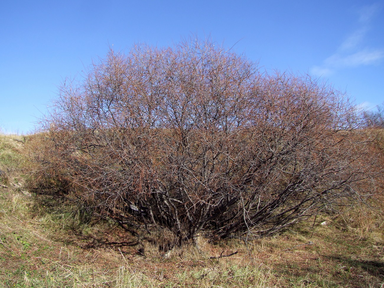 Изображение особи Salix udensis.