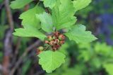 Crataegus dahurica. Верхушка побега с незрелыми плодами. Амурская обл., Сковородинский р-н, пгт Ерофей Павлович, берег р. Урка. 03.07.2016.