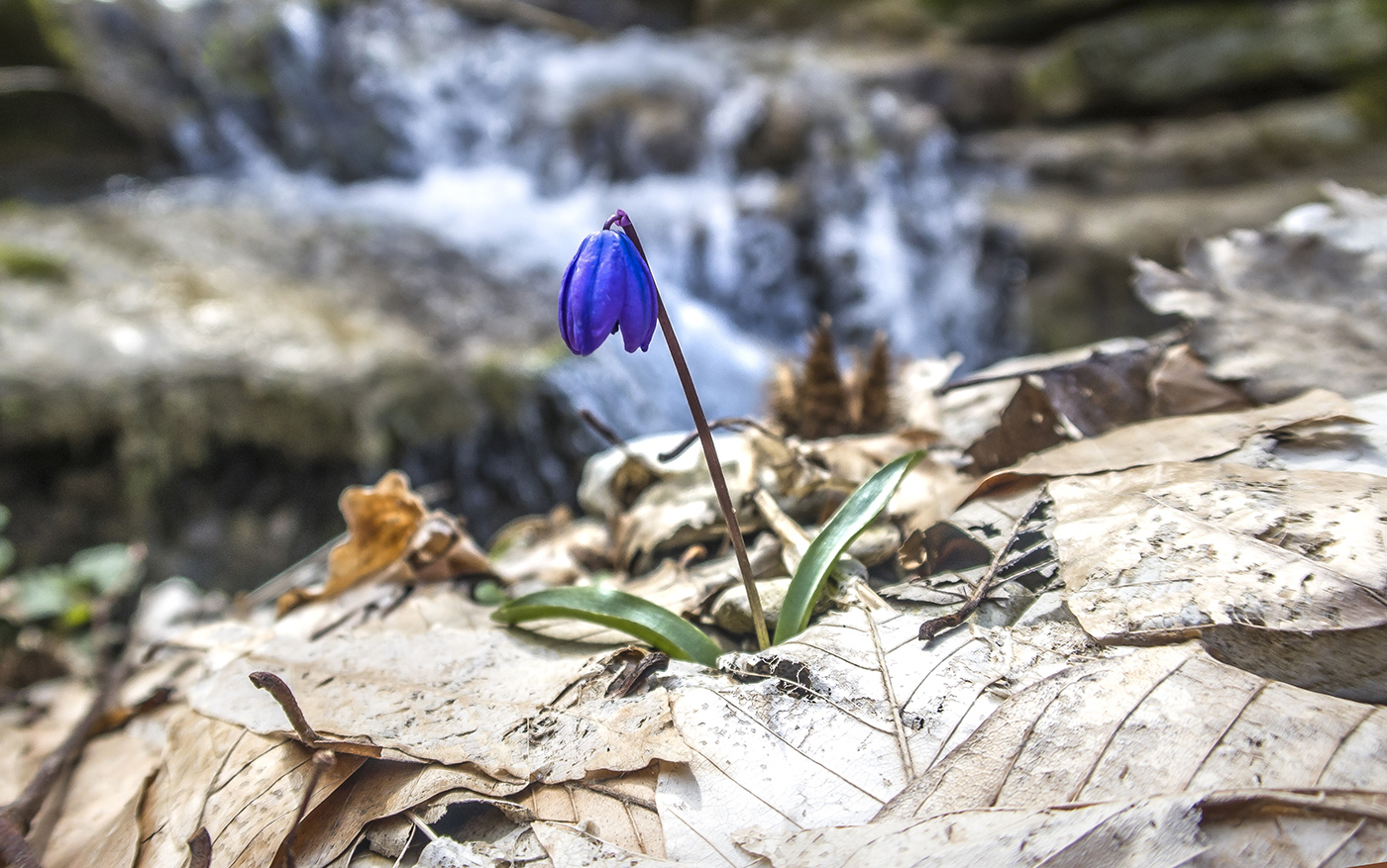 Изображение особи Scilla siberica.